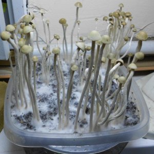 Panaeolus tropicalis