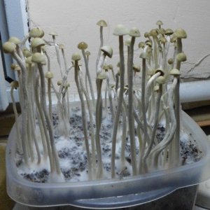 Panaeolus tropicalis