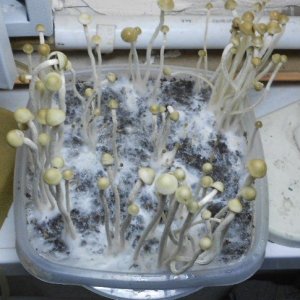 Panaeolus tropicalis