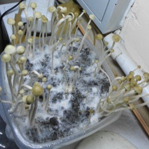 Panaeolus tropicalis