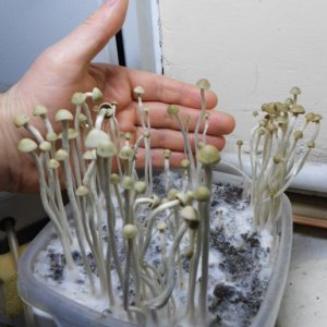 Panaeolus tropicalis