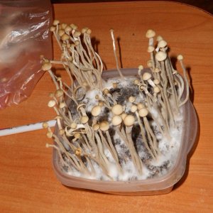 Panaeolus tropicalis
