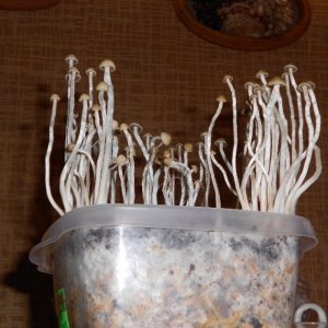 Panaeolus tropicalis