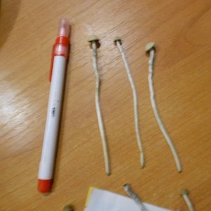 Panaeolus tropicalis