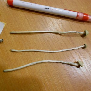 Panaeolus tropicalis