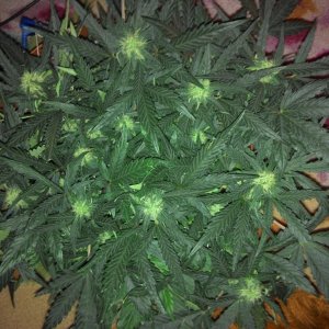 2014223164005