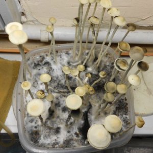 Panaeolus tropicalis