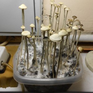 Panaeolus tropicalis