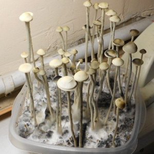Panaeolus tropicalis