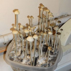 Panaeolus tropicalis