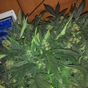 2014304104036