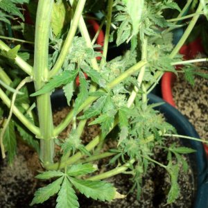 Крит