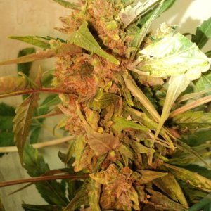 Лор 2
