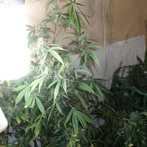 Белый карлик