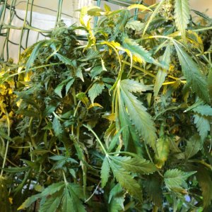 Супер сканк