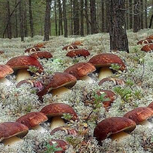 Безымянный
