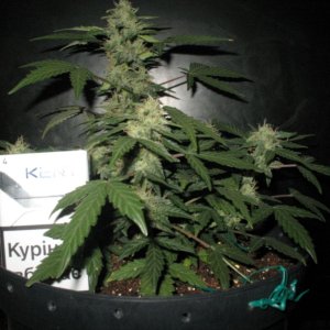 IMG 1985
