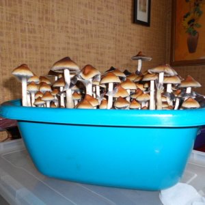 Psylocibe Cubensis Pink Buffalo