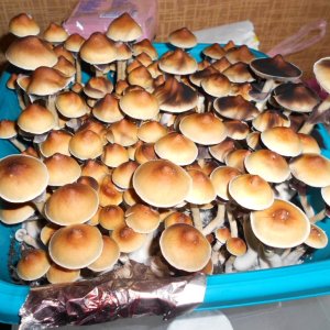 Psylocibe Cubensis Pink Buffalo