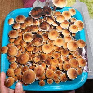 Psylocibe Cubensis Pink Buffalo