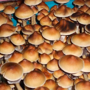 Psylocibe Cubensis Pink Buffalo
