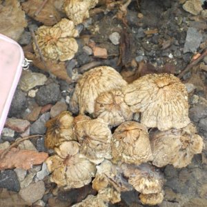 psilocybe subaeruginosa -аутная закладка и харвест !!