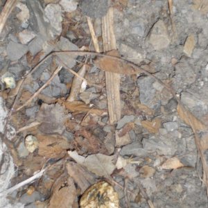 DSCN2878 psilocybe subaeruginosa -аутная закладка и харвест !!