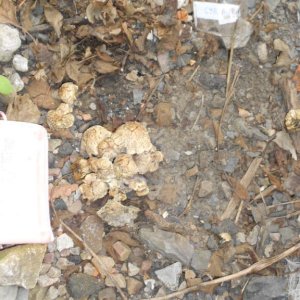 DSCN2879 psilocybe subaeruginosa -аутная закладка и харвест !!