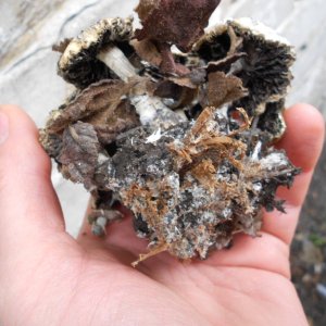 psilocybe subaeruginosa -аутная закладка и харвест !!