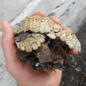 psilocybe subaeruginosa -аутная закладка и харвест !!