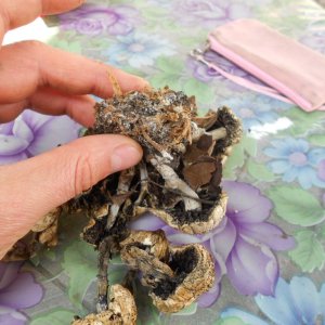 psilocybe subaeruginosa -аутная закладка и харвест !!