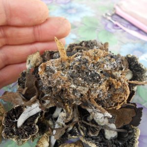 psilocybe subaeruginosa -аутная закладка и харвест !!