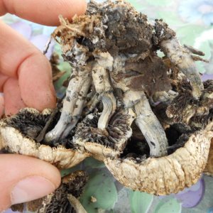 psilocybe subaeruginosa -аутная закладка и харвест !!
