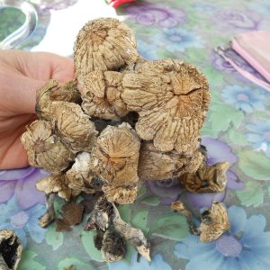 psilocybe subaeruginosa -аутная закладка и харвест !!