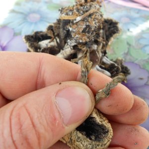 DSCN2888 psilocybe subaeruginosa -аутная закладка и харвест !!