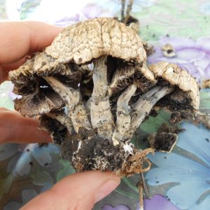 psilocybe subaeruginosa -аутная закладка и харвест !!