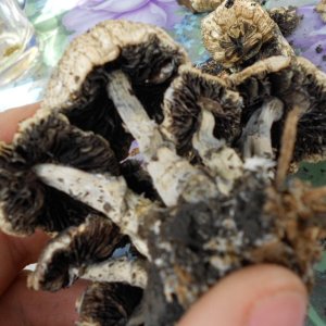 psilocybe subaeruginosa -аутная закладка и харвест !!