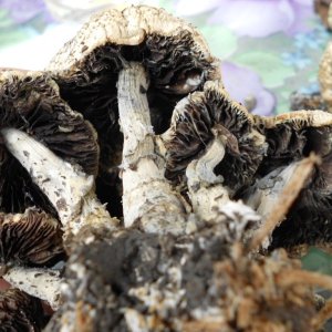 psilocybe subaeruginosa -аутная закладка и харвест !!