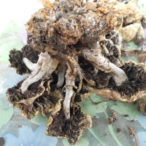 psilocybe subaeruginosa -аутная закладка и харвест !!