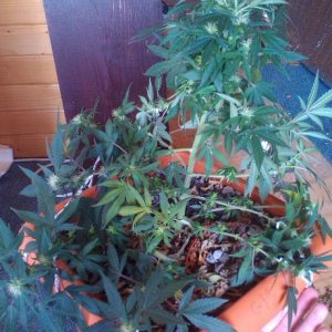 G13