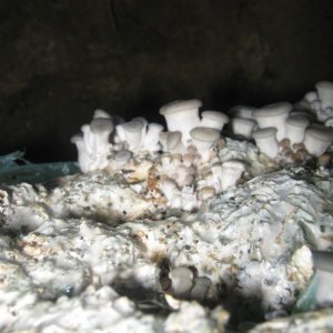 IMG 0949