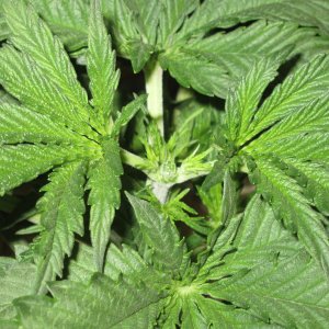 Topped BB