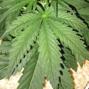 9 sect leaf
