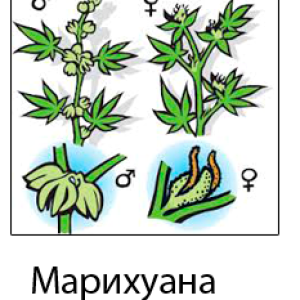 Как отличить пол конопли