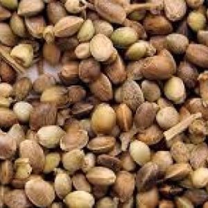 Польза конопляных семян