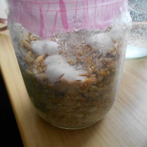 Выращивание Грибов РS. Tampanensis