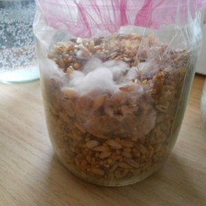 Mushroom cultivation РS. Tampanensis