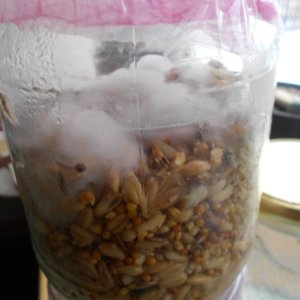 РS. Tampanensis