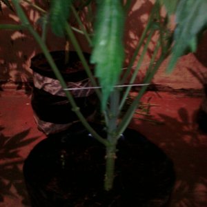 IMG 20150125 132958[1]