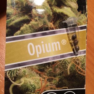 Opium
